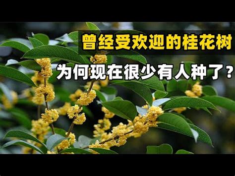 桂花風水五行|風水師揭秘：桂花旺運妙用